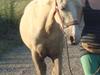 Palomino Luna (SOLGT)