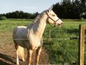 Palomino Klitgaards Princess Unique