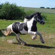 Irish Cob <3 Kaipo <3 