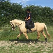 Palomino Klitgaards Princess Unique