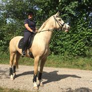 Palomino Klitgaards Princess Unique