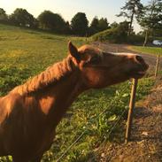 Anden særlig race Chrisan