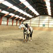 Anden særlig race Bjøslevgaards Santana