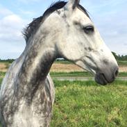 Anden særlig race Bjøslevgaards Santana