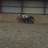 Anden særlig race Bjøslevgaards Santana