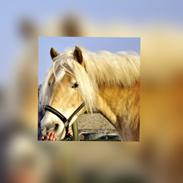 Haflinger Astor Sandagergaard