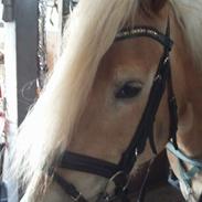 Haflinger Astor Sandagergaard