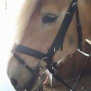 Haflinger Astor Sandagergaard