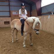 Haflinger Astor Sandagergaard
