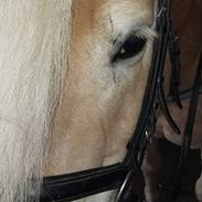 Haflinger Astor Sandagergaard