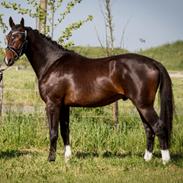 Dansk Varmblod Mr. temptation