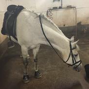 New Forest Egeballes Idol