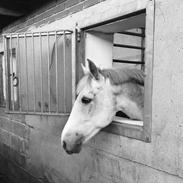 New Forest Egeballes Idol