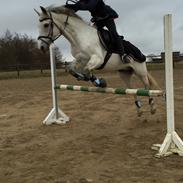 New Forest Egeballes Idol