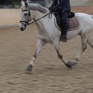 New Forest Egeballes Idol