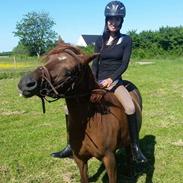 Anden særlig race Fiona