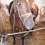 Anden særlig race Fiona