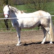 Welsh Pony af Cob-type (sec C) Edelweis misty