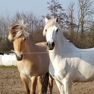 Welsh Pony af Cob-type (sec C) Edelweis misty