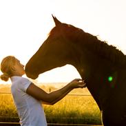 Trakehner Her Hershey Rimpler