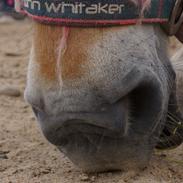 Fjordhest Malik klattrup