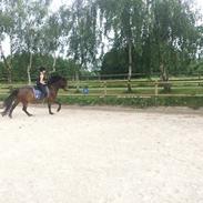 Anden særlig race Pepsi