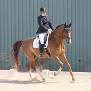 Dansk Varmblod Enegaardens bothé