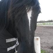 Shire Norcliffe Unique