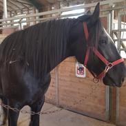 Shire Norcliffe Unique