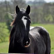 Shire Norcliffe Unique