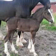 Shire Norcliffe Unique