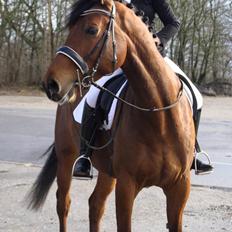 Dansk Varmblod Royal League