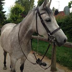 Shagya Araber (SH) Kanel