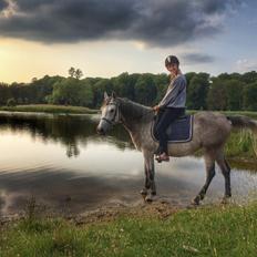 Shagya Araber (SH) Kanel