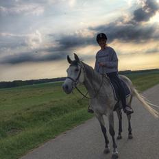 Shagya Araber (SH) Kanel