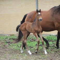 Dansk Varmblod Grangårdens Limbo Zweet