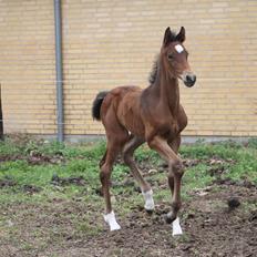 Dansk Varmblod Grangårdens Limbo Zweet