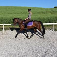 New Forest Bommers elmira