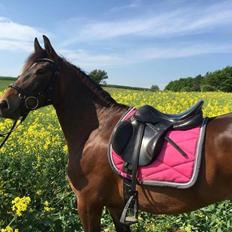 New Forest Bommers elmira