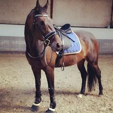 Dansk Varmblod Elversøes Chanel