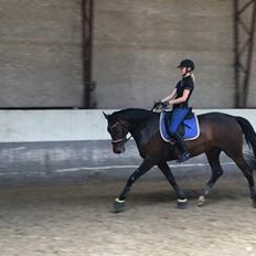 Dansk Varmblod Elversøes Chanel