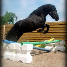 Fell pony Brackenbank Spencer