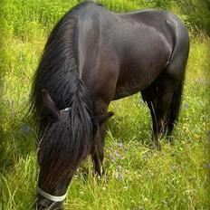 Fell pony Brackenbank Spencer