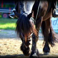 Fell pony Brackenbank Spencer
