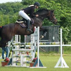 Dansk Varmblod Brusgaards Soulmate