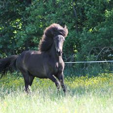 Islænder Eflir fra Vang