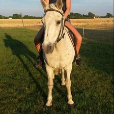 Connemara Elmelys Topgun