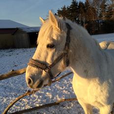 Connemara Elmelys Topgun