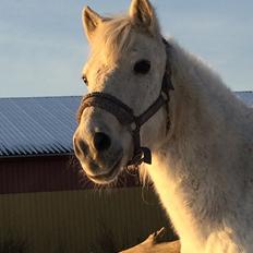 Connemara Elmelys Topgun