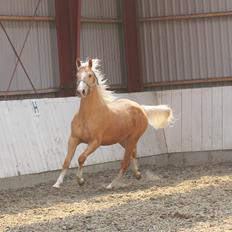 Palomino MOELLEAAENS GOLDEN OHIO
